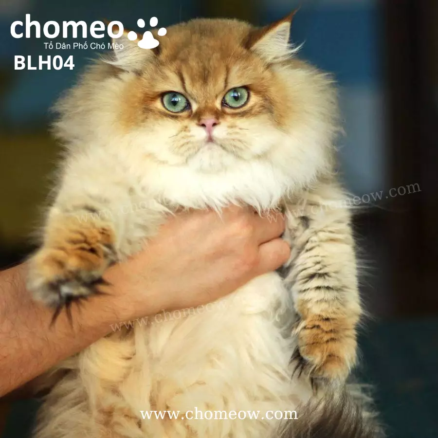 Anh-Long-Dai-Golden-Ny11-Duc-BLH04