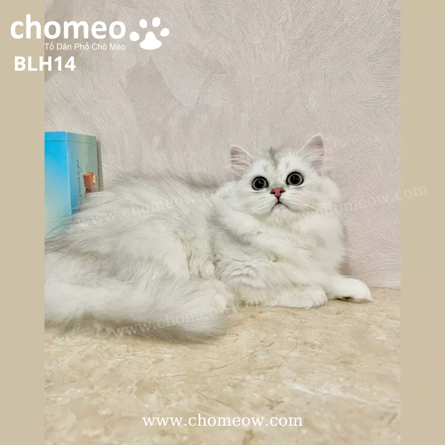 Anh Long Dai Silver Ns11 Cai BLH14