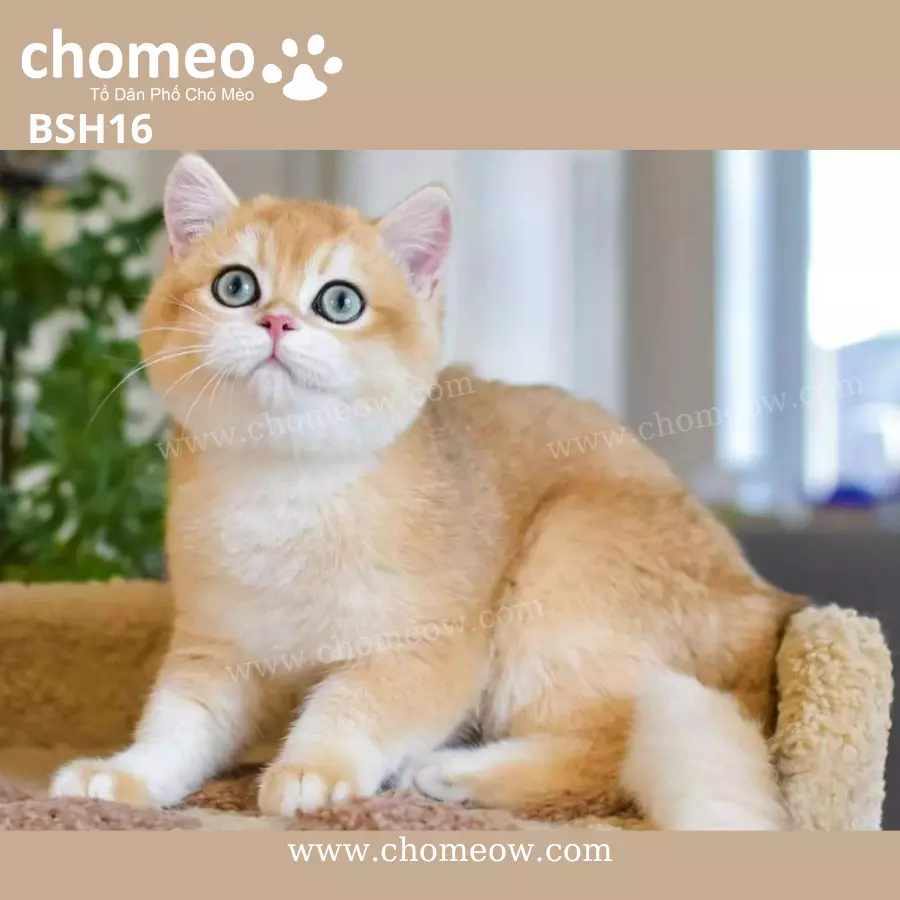 Anh Lông Ngắn Golden Ny12 Đực BSH16 (2)