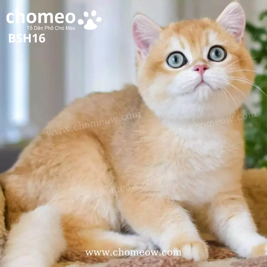 Anh Lông Ngắn Golden Ny12 Đực BSH16 (3)