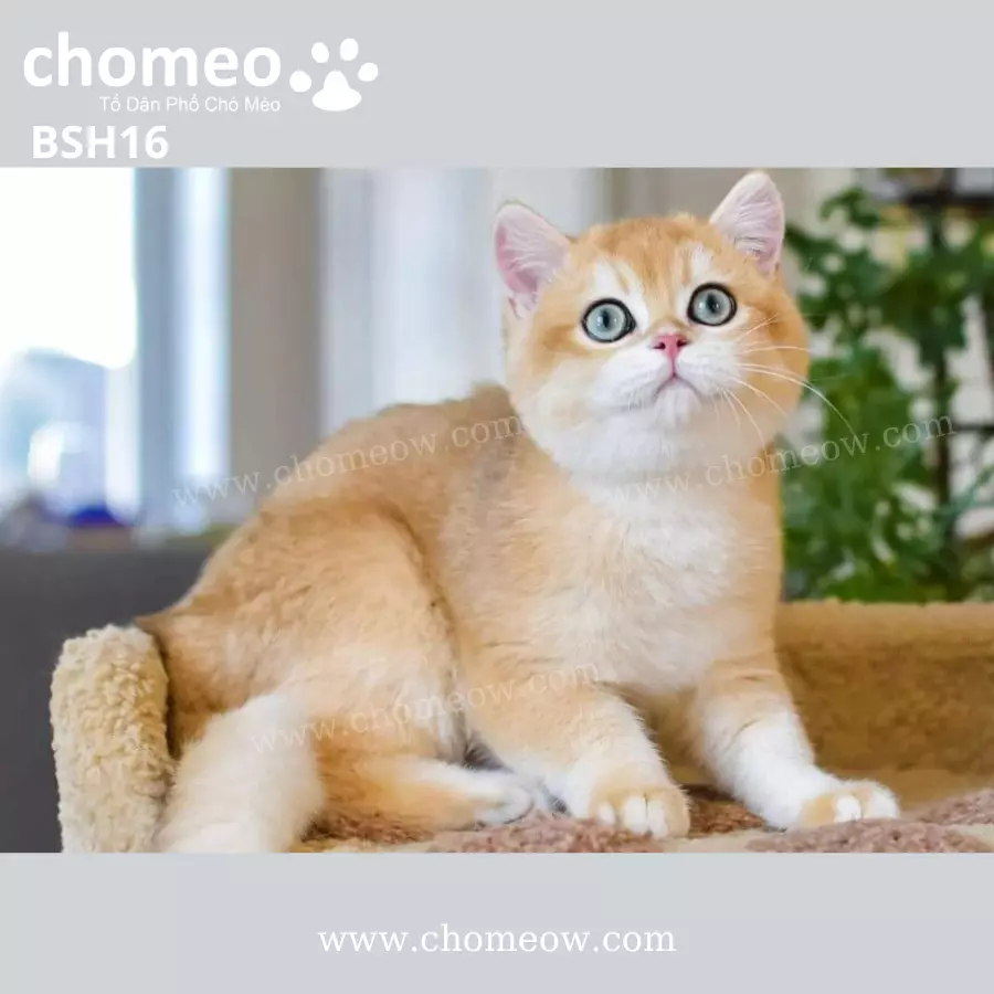 Anh Lông Ngắn Golden Ny12 Đực BSH16
