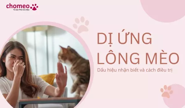 Dị ứng lông mèo, dấu hiệu và cách điều trị