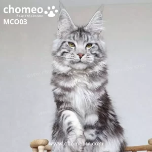 Maine Coon Ns22 Duc MCO03 2