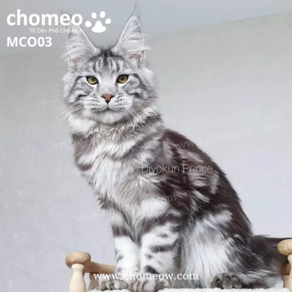 Maine Coon Ns22 Duc MCO03 3