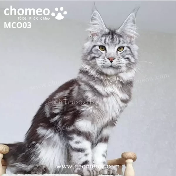Maine Coon Ns22 Duc MCO03 4