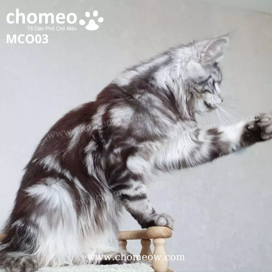 Maine Coon Ns22 Duc MCO03 5