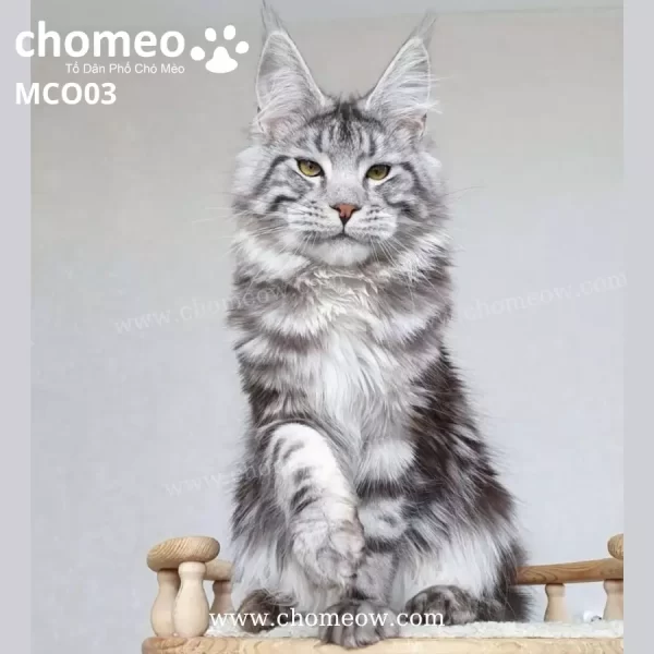 Maine Coon Ns22 Duc MCO03