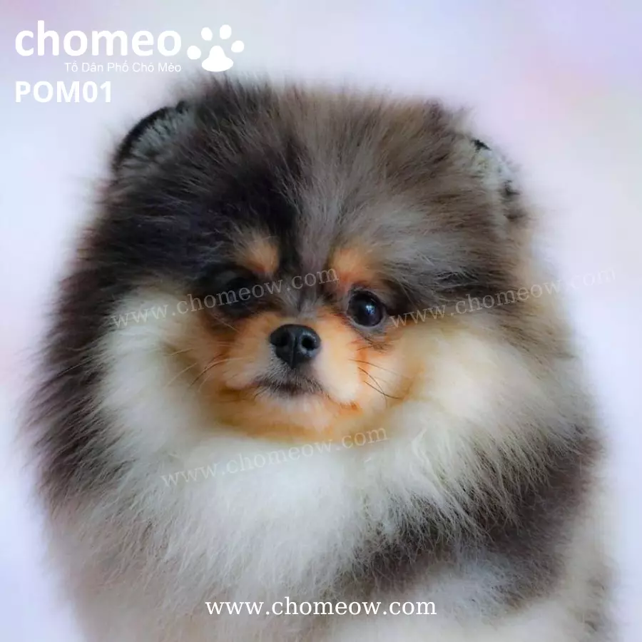 Phoc Soc Blue MerleTan Duc POM01