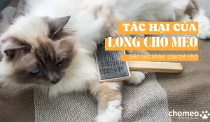 Tác hại của lông chó mèo đến trẻ nhỏ