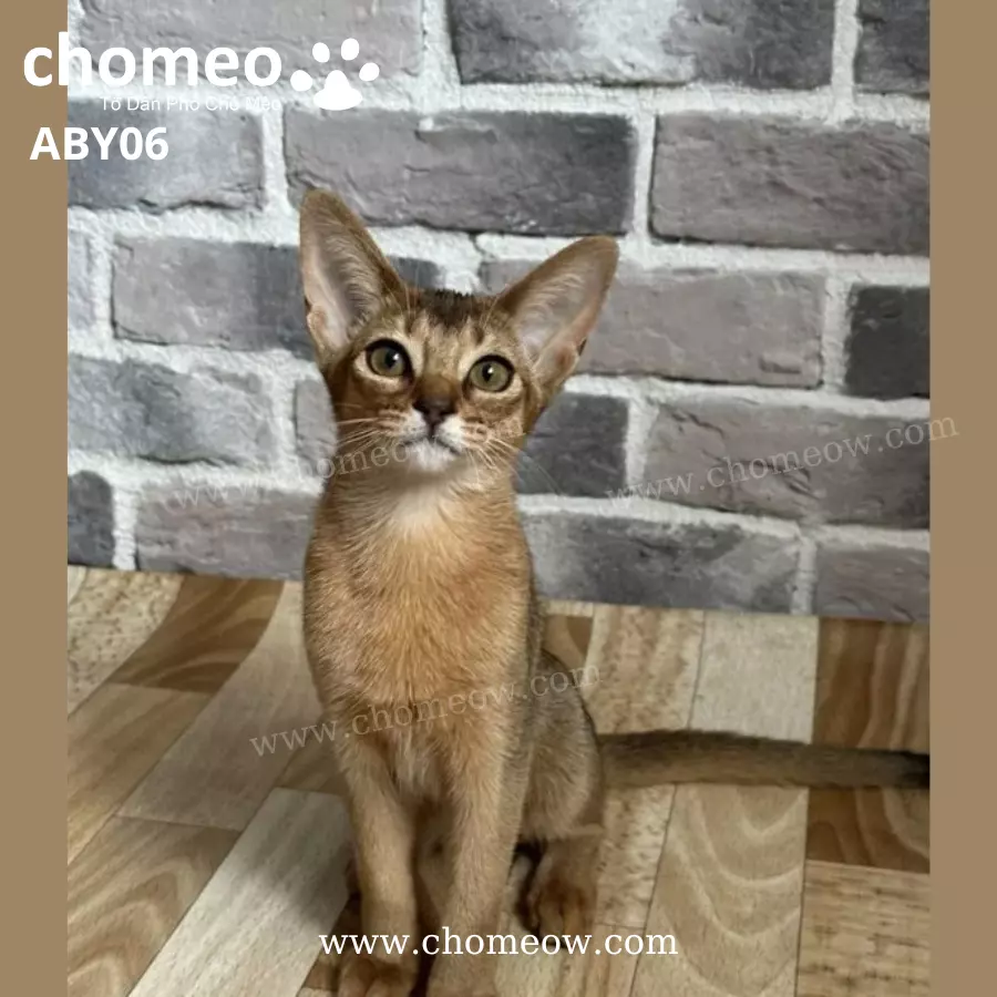 Abyssinian Ruddy Cái ABY06 (3)