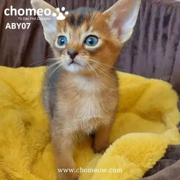 Abyssinian Ruddy Đực ABY07