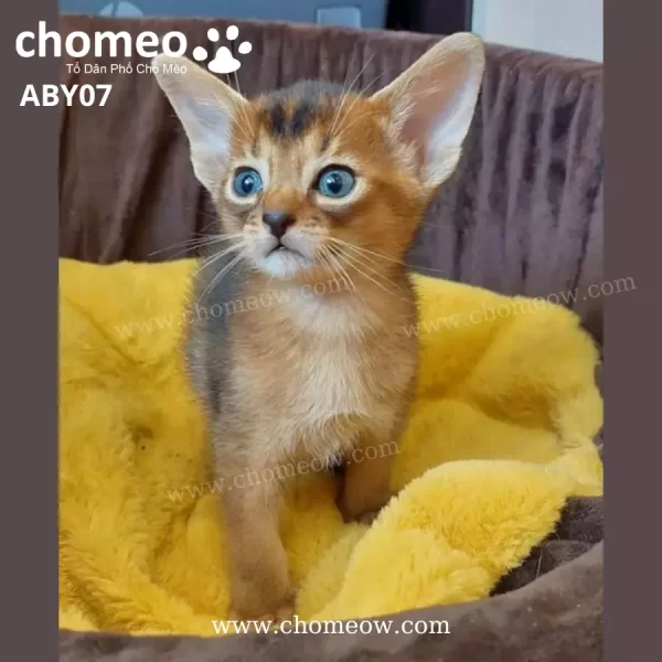 Abyssinian Ruddy Đực ABY07