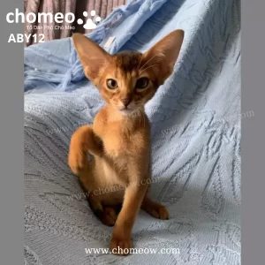 Abyssinian Ruddy Đực ABY12