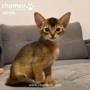 Abyssinian Silver Cái ABY05