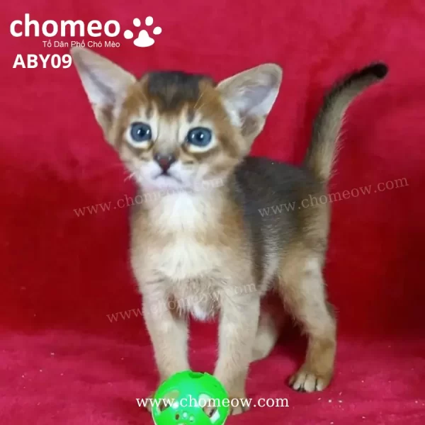 Abyssinian Silver Cái ABY09