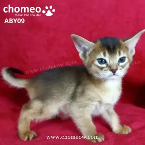 Abyssinian Silver Cái ABY09