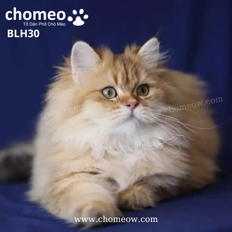 Anh Lông Dài Chinchilla Golden Cái BLH30