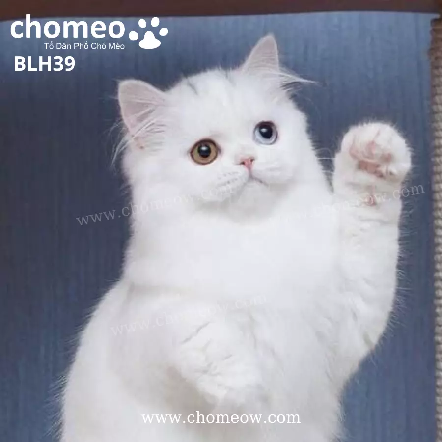 Anh Lông Dài Trắng Mắt 2 Màu Cái BLH39