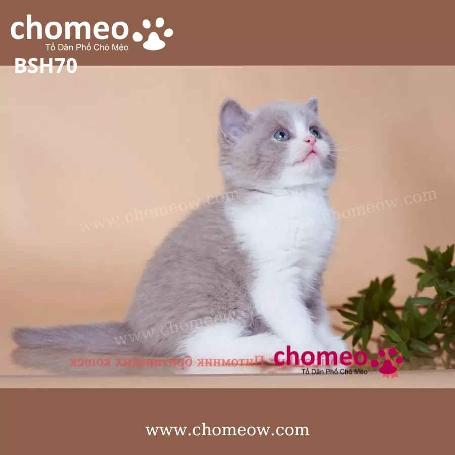 Anh Lông Ngắn Bicolor Cái BSH70