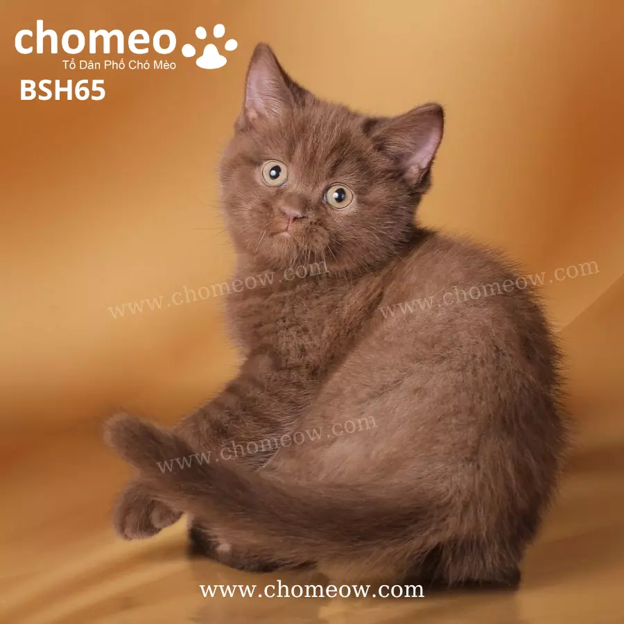 Anh Lông Ngắn Cinnamon Cái BSH65
