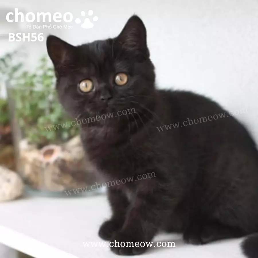 Anh Lông Ngắn Đen Đực BSH56