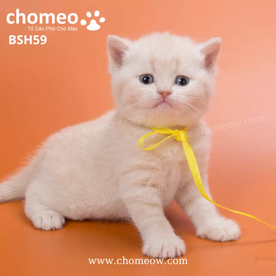 Anh Lông Ngắn Kem Cái BSH59