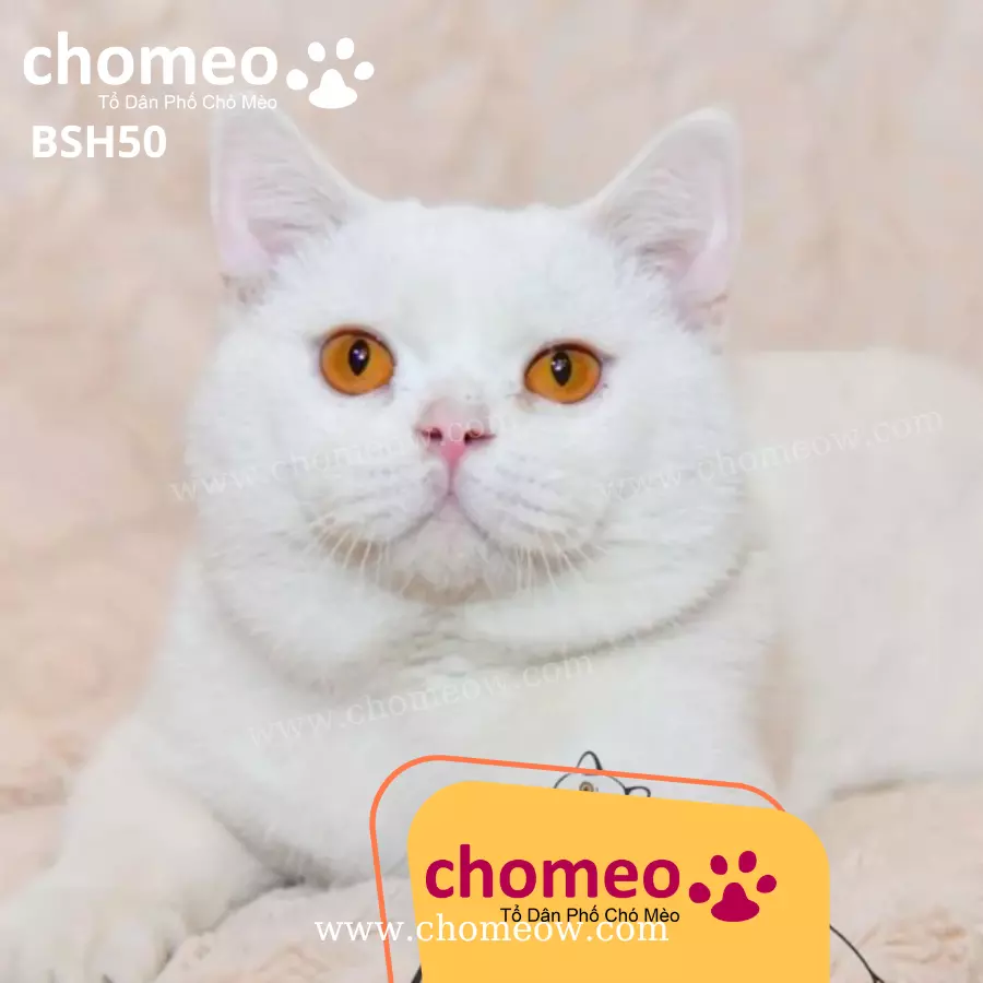 Anh Lông Ngắn Trắng Đực BSH50 (2)