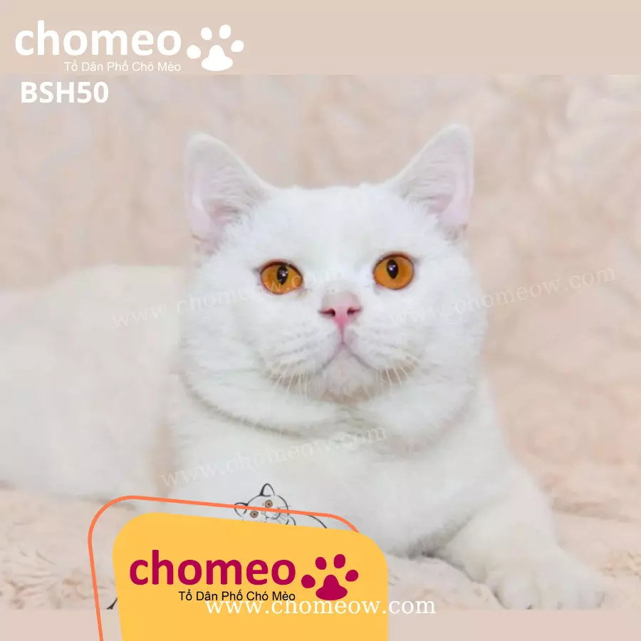 Anh Lông Ngắn Trắng Đực BSH50 (3)