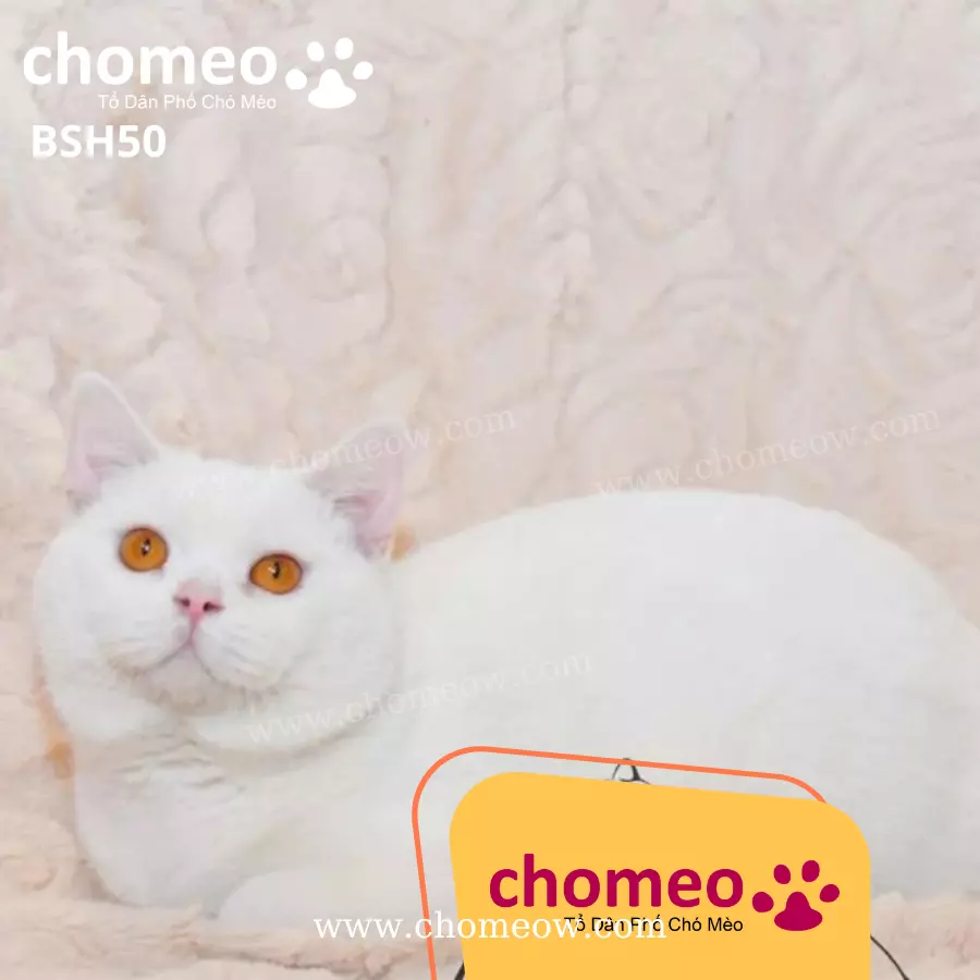 Anh Lông Ngắn Trắng Đực BSH50 (4)