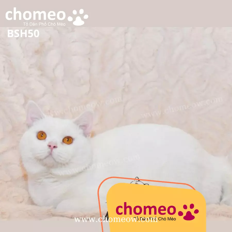 Anh Lông Ngắn Trắng Đực BSH50