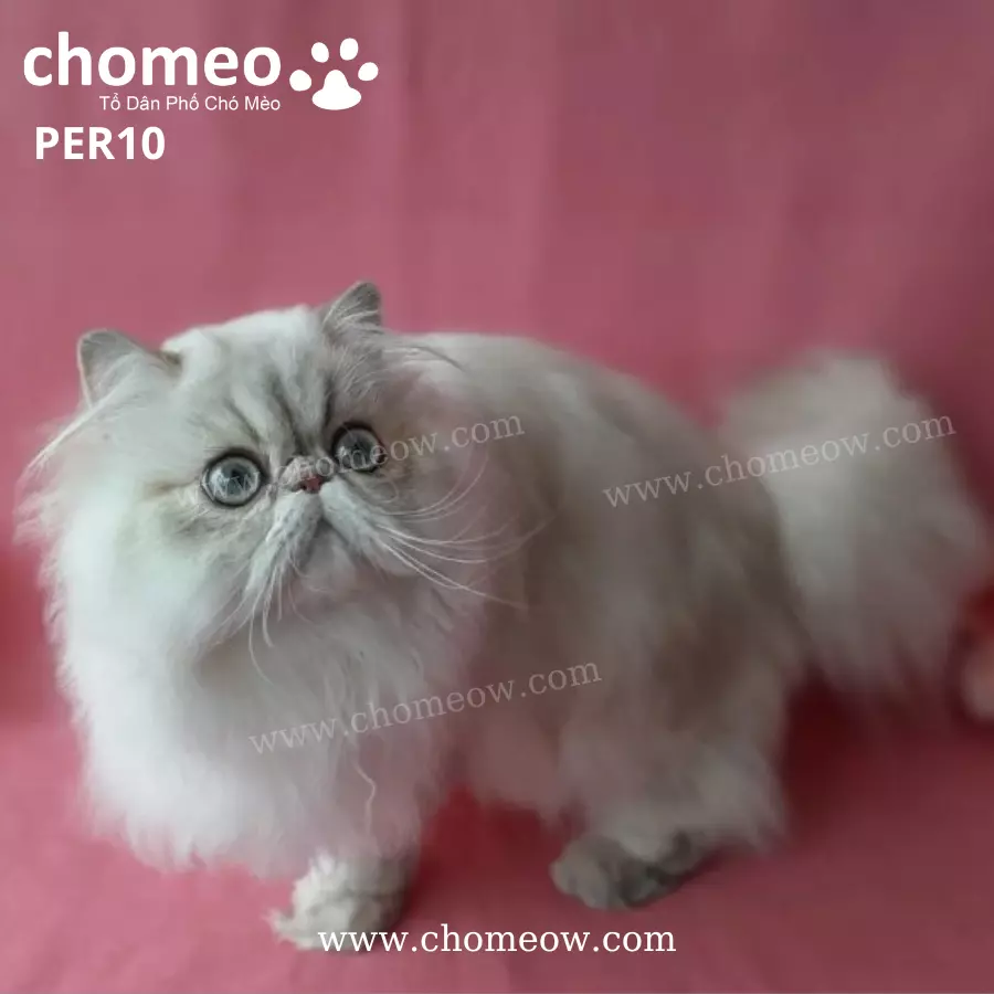 Ba Tư Chinchilla Silver Cái PER10