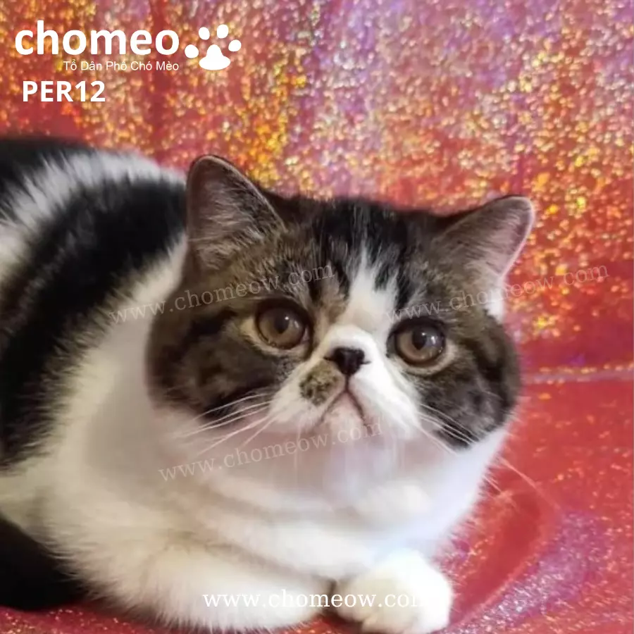 Ba Tư Lông Ngắn Tabby Đực PER11