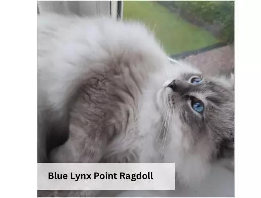 Blue Lynx Point Ragdoll
