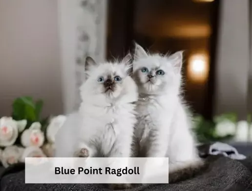 Blue Point Ragdoll