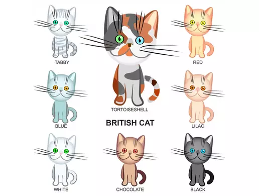 Các Giống Mèo Anh