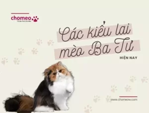 Các kiểu lai mèo Ba Tư