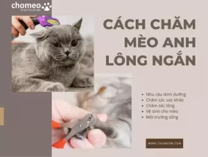 Cách chăm mèo Anh lông ngắn