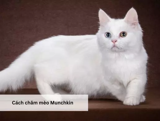 Cách chăm mèo Munchkin