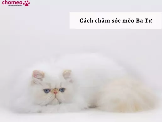 Cách chăm sóc mèo Ba Tư