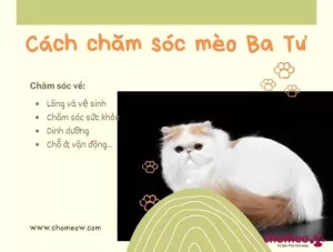 Cách chăm sóc mèo Ba Tư