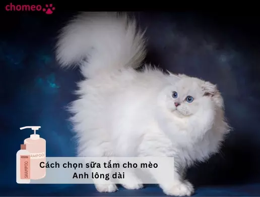 Cách chọn sữa tắm cho mèo Anh lông dài