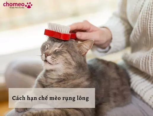 Cách hạn chế mèo rụng lông