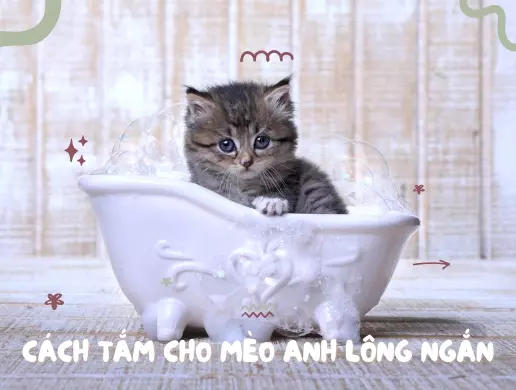 Làm sao để tắm cho mèo sợ nước