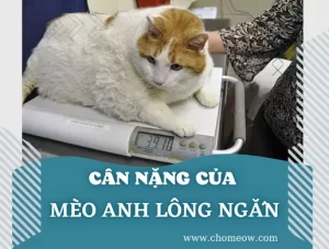 Cân nặng của mèo Anh lông ngắn