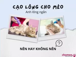 Cạo lông cho mèo Anh lông ngắn nên hay không