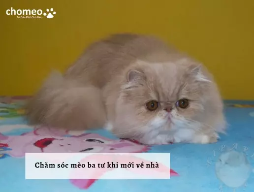 Chăm sóc mắt và mũi mèo Ba Tư đúng cách