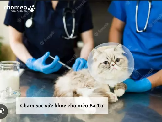 Chăm sóc sức khỏe cho mèo Ba Tư