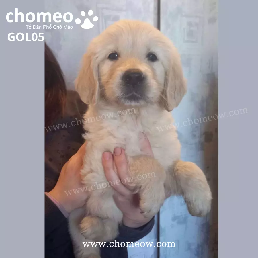 Chó Golden Vàng Cái GOL05