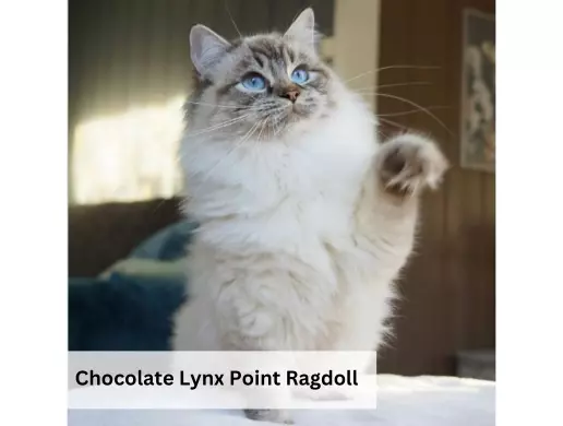 Chocolate Lynx Point Ragdoll