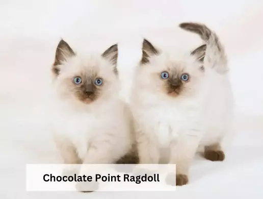 Chocolate Point Ragdoll